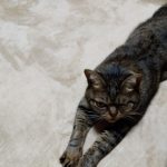 カーペットを敷いていたフローリングに残る謎の白や黄色の粉の正体？